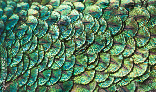 Peacocks, colorful details and beautiful peacock feathers.