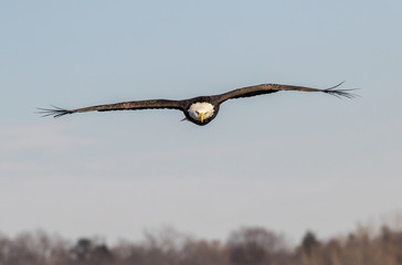 Bald eagle (Haliaeetus leucocephalus) flying over the forest toward the camera, with feather tips bristling on the wind, Iowa, USA