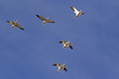 © kgrif - Birds snow geese flying over the Salton Sea