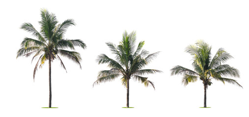 Wall Mural - three palm tree isolate on white background