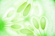 Closeup macro of cucumber green color background