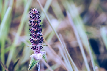 Natural background. Platostoma cochinchinense on the grass in the forest. In thailand