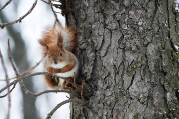 Snow squirrel in the park