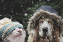 Cat And Dog In Snow