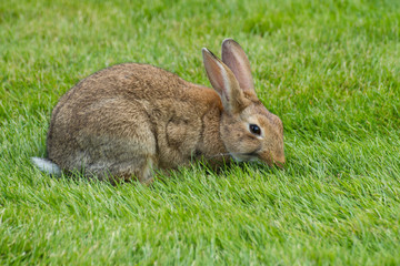  The Paris rabbit