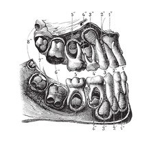 Human Teeth Anatomy (child) / Vintage Illustration