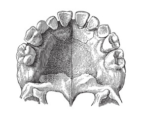 Human teeth / vintage illustration from Meyers Konversations-Lexikon 1897 