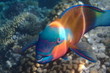 Papageienfisch im Roten Meer Ägypten