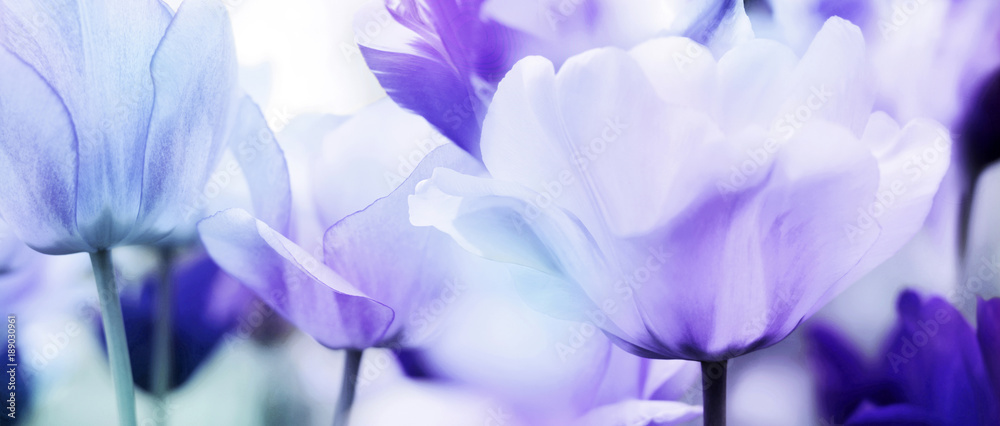 tulips cyan violet ultra light - obrazy, fototapety, plakaty 