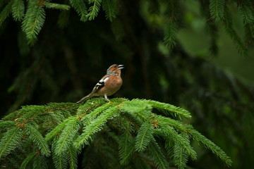 Wall Mural - Fringilla coelebs. Photographed in the Czech Republic. Spring nature. From bird life. Bird on the tree. Green Tree. Beautiful picture. The wild nature of the Czech Republic. Europe. Czech Republic. Sp