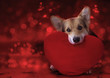 Lovely loving dog with a red heart on a red background.