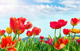 Fototapeta Maki - Glück, Lebensfreude, Frühlingserwachen, Auszeit, Leben: Buntes, duftendes Blumenfeld mit Tulpen m Frühling :)