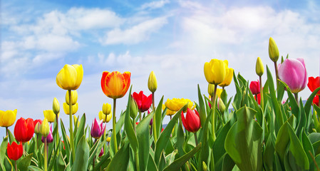 Fotomurales - Glück, Lebensfreude, Frühlingserwachen, Auszeit, Leben: Buntes, duftendes Blumenfeld mit Tulpen m Frühling :)