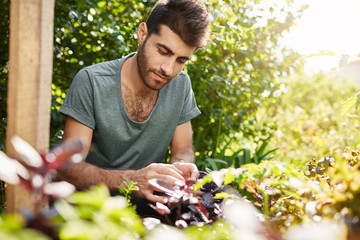 Close up portrait of young good-looking caucasian man in blue t shirt concentrated working in his countryside garden in hot summer day. Gardener spending day planting vegetables.