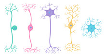 Basic Neuron Types
