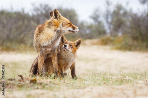 Valokuva  Red fox. Vixen with cub