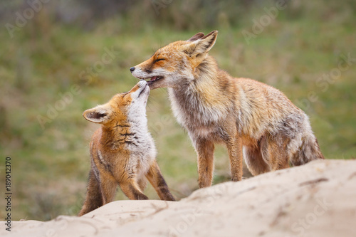 Valokuvatapetti Red fox. Vixen with cub