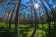 Fisheye view of dense pine tree forest looking up