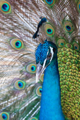 Wall Mural - Peacocks, colorful details and beautiful peacock feathers.