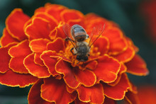 Hard-working Bee Collects Nectar On A Bright Orange Marigold Flower In The Summer Garden.