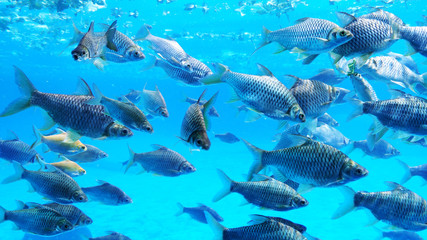 Group of silver barb fish in water.