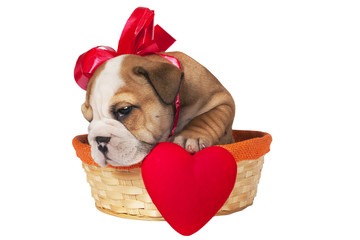 Wall Mural - English bulldog puppy for Valentine