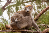 Fototapeta  - Mom and child Crowned lemur
