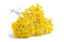 Yellow Helichrysum Flowers
