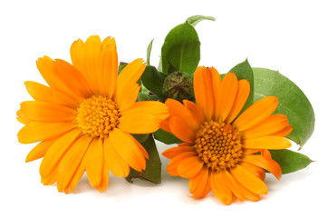 Wall Mural - marigold flowers with green leaf isolated on white background ( calendula flower )