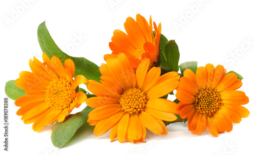 Fotografía marigold flowers with green leaf isolated on white background ( calendula flower
