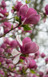Beautiful Bold Fruit Like Pink Magnolia Blossom