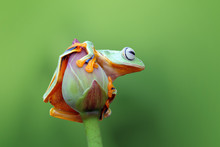 Flying Tree Frog On A Flower Bud