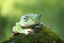 Close Up Of Tree Frog Sitting On Rock