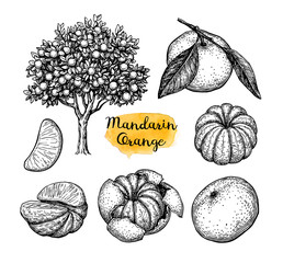 Canvas Print - ink sketch of mandarin orange.