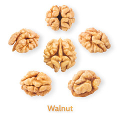 Wall Mural - walnut pattern, on the white background, abstract