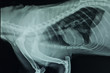 thorax lateral x-ray
