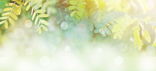Wall Mural - banner tropical green leaves for spring background.