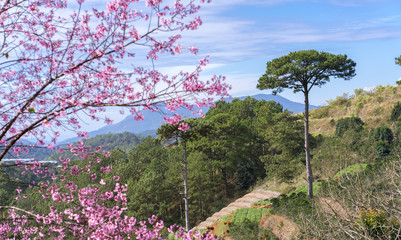 Wall Mural - Flowers beautiful natural spring with pink cherry blossoms in the sunshine wonderful