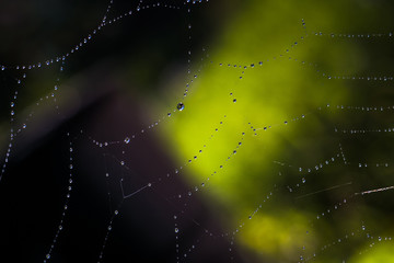 Water on Cobweb