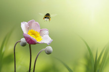 Beautiful Pink Japanese Anemone Flower On Spring Green Field And Flying Bumblebee  In Nature Macro On Soft Blurry Light Background. Concept Spring Summer, Elegant Gentle Artistic Image, Copy Space.