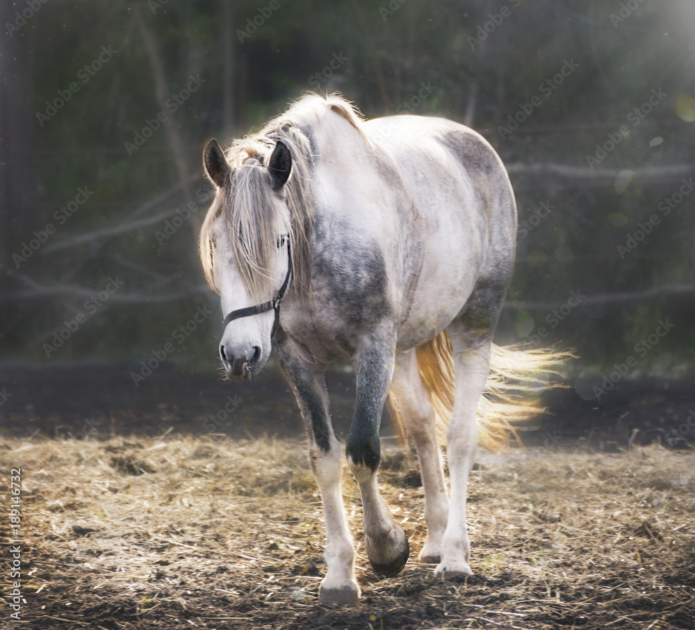 Beautiful white horse with long mane and tail. Dapple gray mare feeding in  a pasture. Country summer or autumn landscape. Stock Photo | Adobe Stock, image size:1000x906