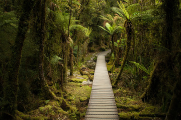 looking down the path in the forest - lake matheson, south westland, new zealand