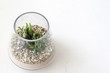 Terrarium on white background with space for text