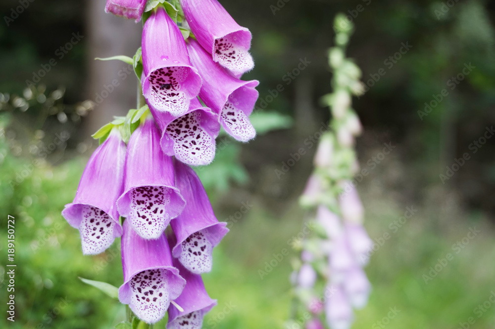 digitalis purpurea flower in the nature - obrazy, fototapety, plakaty 