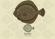 Turbot. Vector illustration for artwork in small sizes. Suitable for graphic and packaging design, educational examples, web, etc.