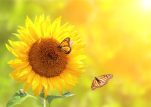 Sunflower And Monarch Butterflies On Blurred Sunny Background