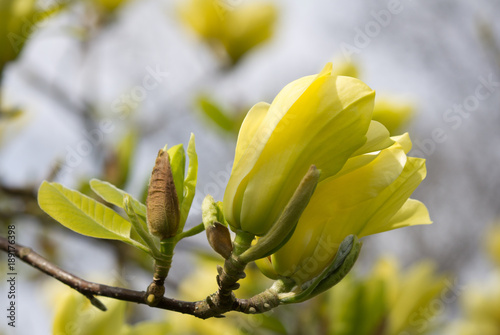 Plakat Piękny żółty kwiat magnolii