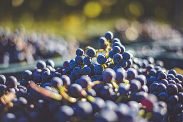 blue vine grapes. grapes for making ice wine. detailed view of a frozen grape vines in a vineyard in