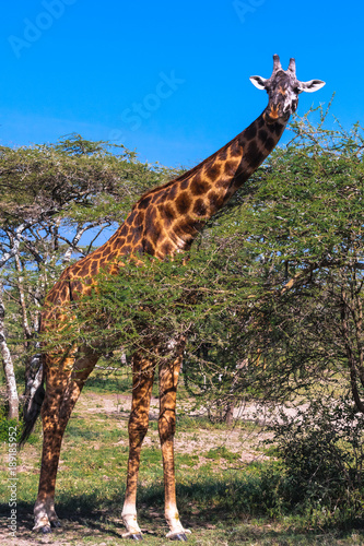 Fényképezés Giraffe in Serengeti savanna near a acacia. Tanzania, Africa