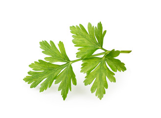 Wall Mural - Celery or parsley leaves isolated on white background